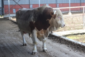 kurbanlik-boganin-fiyati-2.-el-araba-ile-yarisiyor