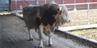 kurbanlik-boganin-fiyati-2.-el-araba-ile-yarisiyor