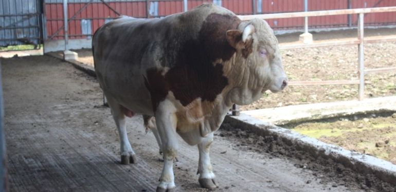 Kurbanlık boğanın fiyatı 2. el araba ile yarışıyor